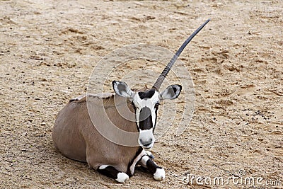 The male oryx antelope have one horn in sawanna garden Stock Photo