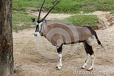 The male oryx antelope in sawanna garden Stock Photo