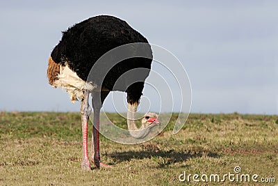 Male Ostrich Stock Photo