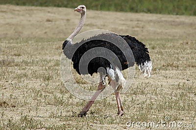 Male ostrich Stock Photo