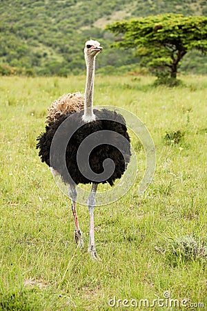 Male ostrich Stock Photo