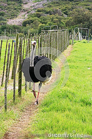 Male ostrich Stock Photo