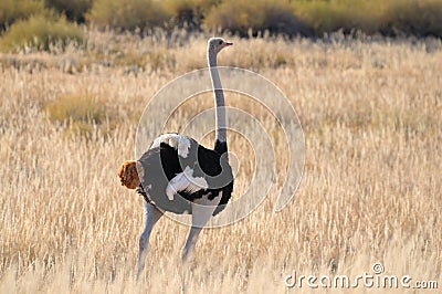 Male Ostrich Stock Photo