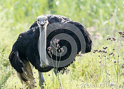 Male Ostrich and flowers Stock Photo