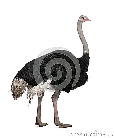 Male ostrich in front of a white background Stock Photo