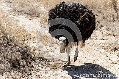 A male ostrich Stock Photo