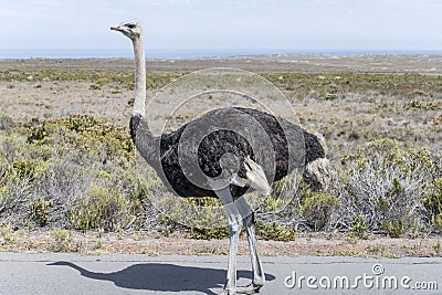 male ostrich on road at Smitswinkel flats, Cape Town Stock Photo