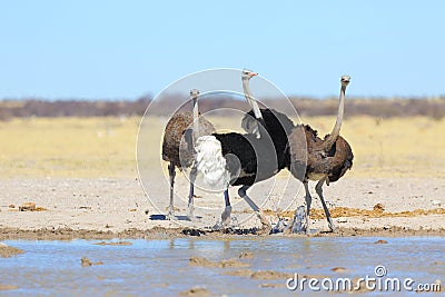 Male ostrich showing off Stock Photo