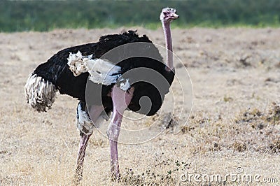 Ostrich - struthio camelus - , Ngorongor Crater, Tanzania Stock Photo