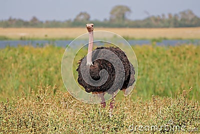 Male ostrich Stock Photo