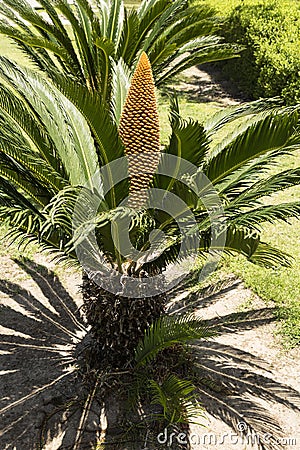 Amazingly beautiful palm flower Stock Photo