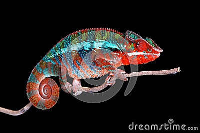 Panther Chameleon on stick with Black Background Stock Photo