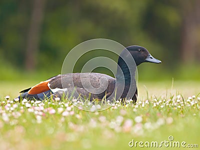 Male paradise duck Stock Photo