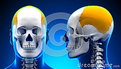 Male Parietal Bone Skull Anatomy - blue concept Stock Photo