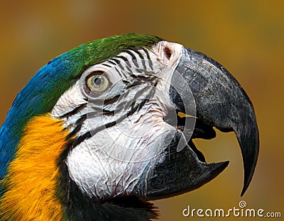 Male parrot beak Stock Photo