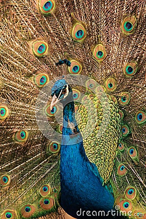Male peacock Stock Photo