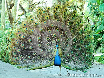 Male peacock Stock Photo