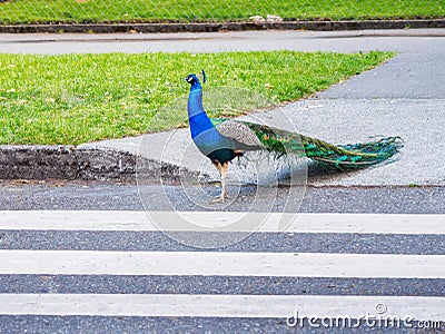 Male peacock crossing the road using pedestrian zebra crossing Stock Photo