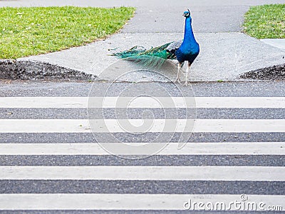 Male peacock crossing the road using pedestrian zebra crossing Stock Photo