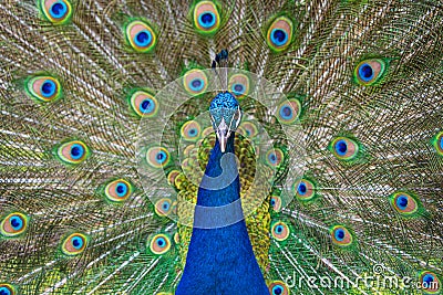 Male Peacock displaying Multicoloured, blue, green, gold, Feathers in Mating show close up low level eyeline view Stock Photo
