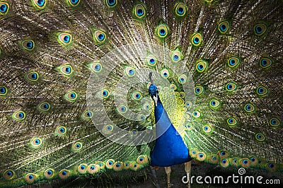 Male Peacock Feathers Full Plumage Stock Photo