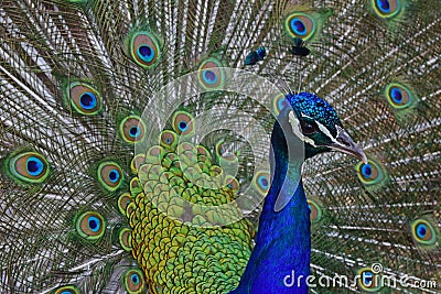 Male peacock with his opened feathers Stock Photo