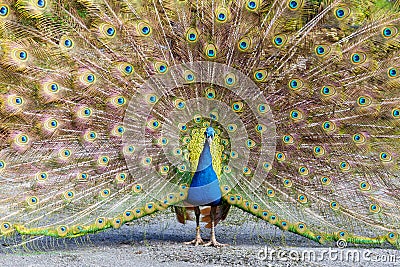 Peacock displaying plumage Stock Photo