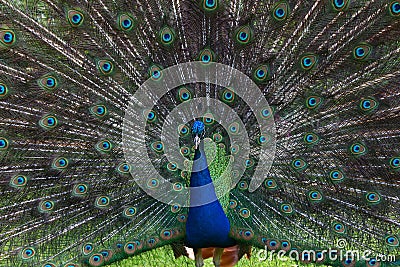 Male Peacock proudly displaying his colorful tail feathers Stock Photo