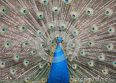 Male Peacock with Spread Feathers in Courting Mode Stock Photo
