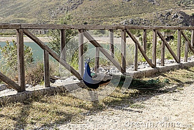 The male peacock Stock Photo