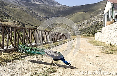 The male peacock Stock Photo