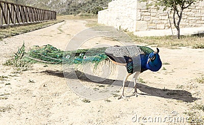 The male peacock Stock Photo