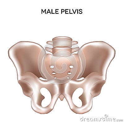 Male pelvis Vector Illustration