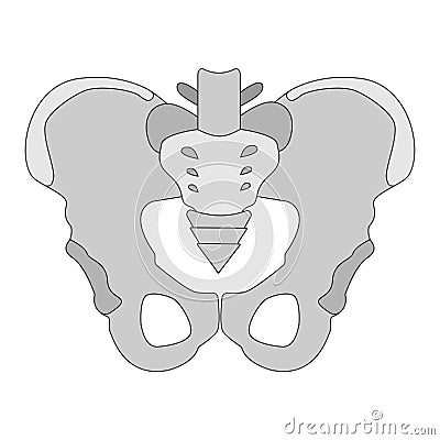 Male pelvis. Hip bones structure - sacrum, ilium, coccyx, pubis, ischium. Detailed medical illustration. Isolated on a Vector Illustration