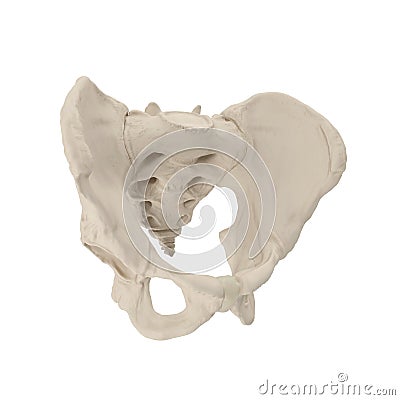 Male Pelvis Skeleton on white. 3D illustration Cartoon Illustration