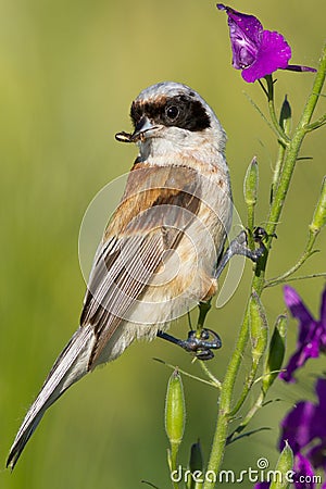 A male of penduline tit / Remiz pendulinus Stock Photo