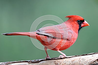 Male Perching Cardinal Stock Photo