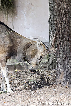 Male Pere Davids deer, a summer hot day Stock Photo