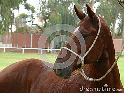 Male Peruvian Paso Horse tied to a tree, Lima Stock Photo