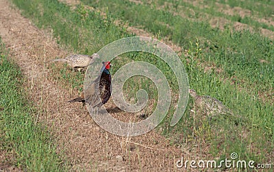 A male pheasant Phasianus stands outdoors in a field. Stock Photo