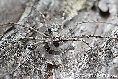 Male philodromid crab spider, Philodromus margaritatus camouflaged on burnt pine bark Stock Photo