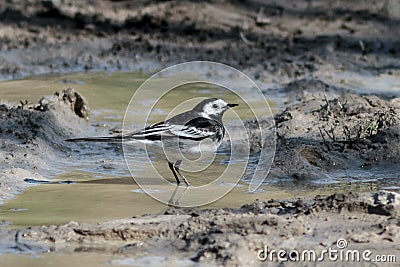 A male Pied Wagtail, Motacilla alba yarrellii, UK. Stock Photo