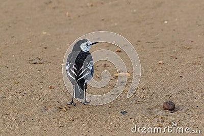 A male Pied Wagtail, Motacilla alba yarrellii, UK. Stock Photo