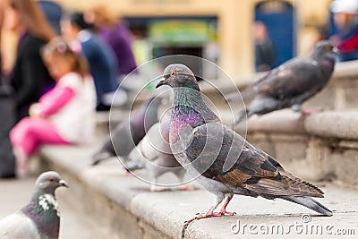 Male Pigeon In Humans Company Stock Photo