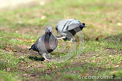 Male pigeon looking for mate in the park Stock Photo