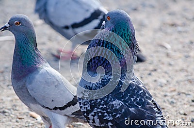 Male pigeon trying to flirt with female pigeon by showing its beautiful neck color. Stock Photo