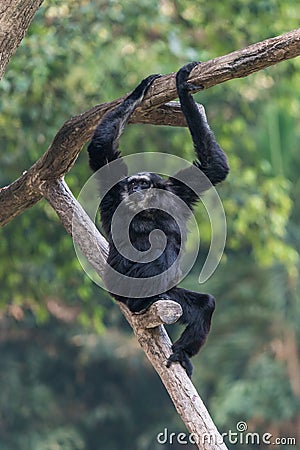 A male Pileated Gibbon has a purely black fur. Stock Photo