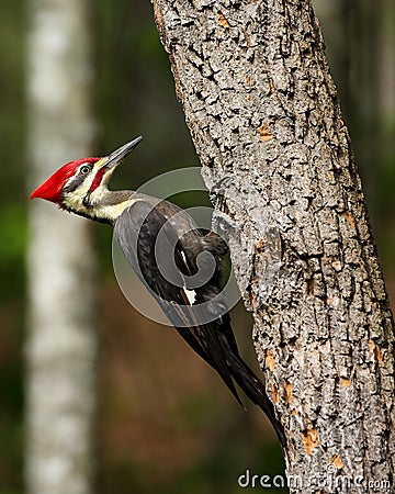 Male Pileated Woodpecker Stock Photo