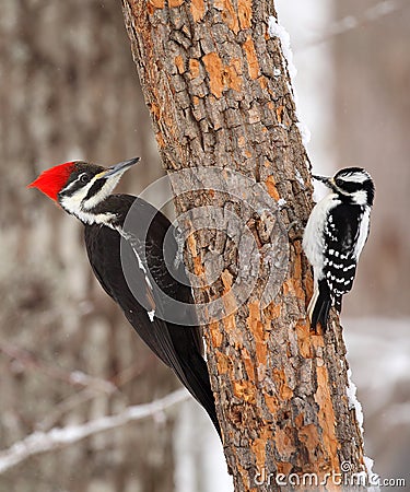 Male Pileated Woodpecker and Female Hairy Woodpecker Stock Photo