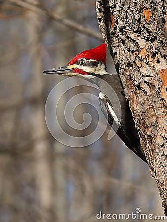Male pileated woodpecker Stock Photo